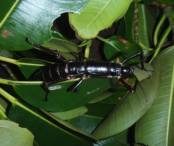 Large black stick insect on a green leaf