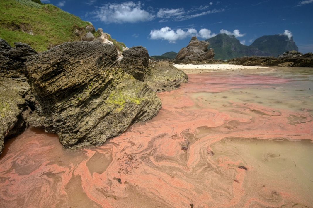 Pink sand and coral on a rocky beach.