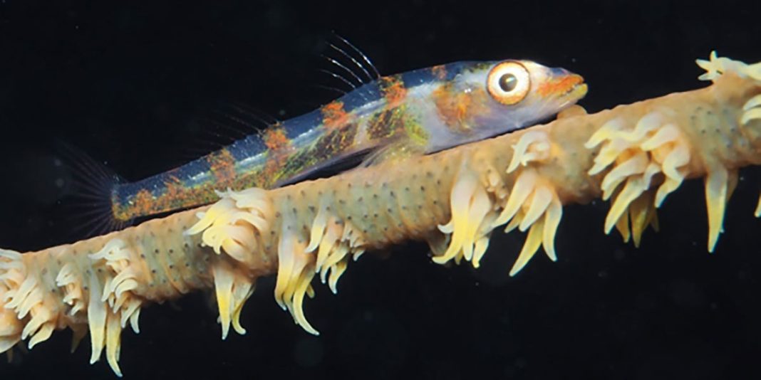 Close up of a striped Seawhip goby fish laying on on coral in Lord Howe Island Marine Park