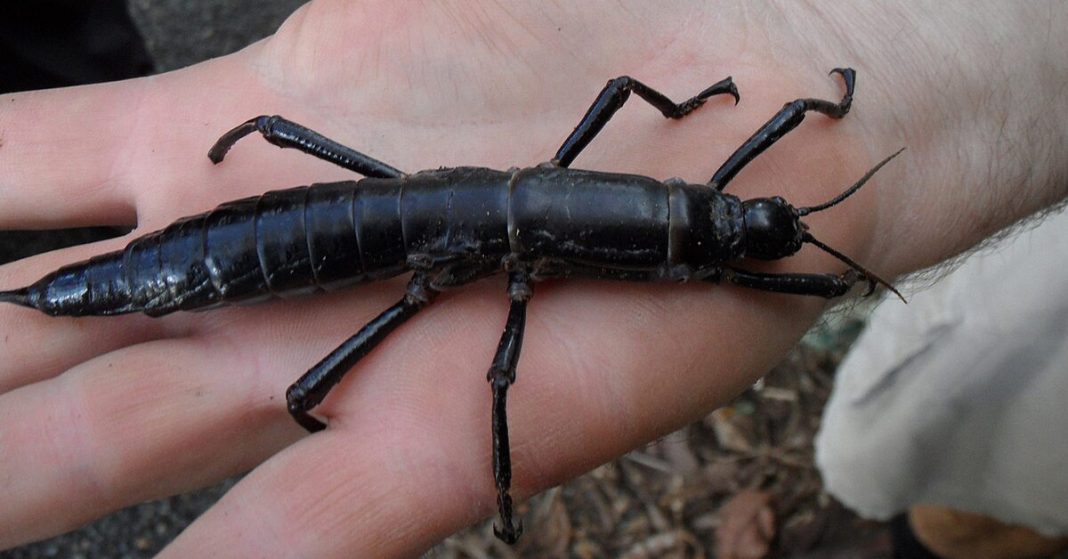 Large Lord Howe Island Phasmid on an outstretched hand.