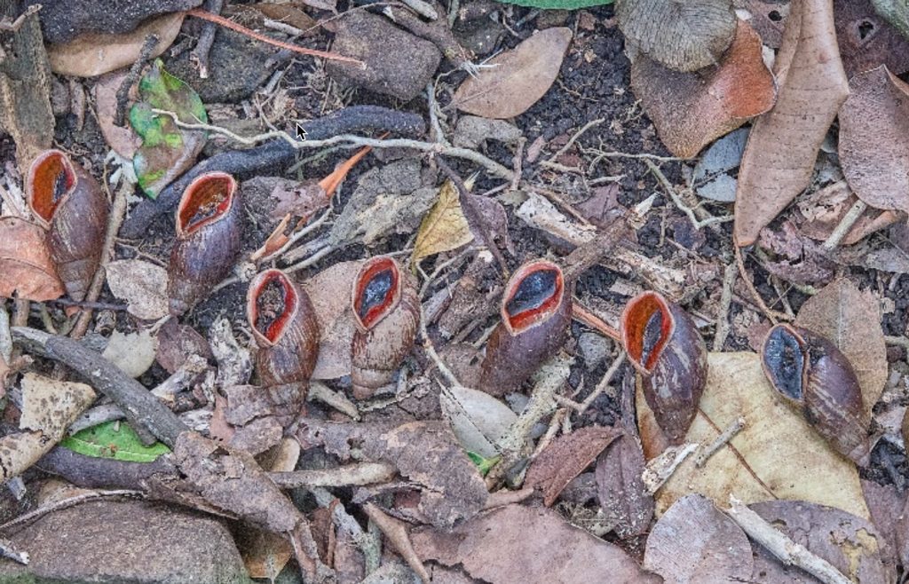 Flax snails lined up for observation in a pile of brown leaves