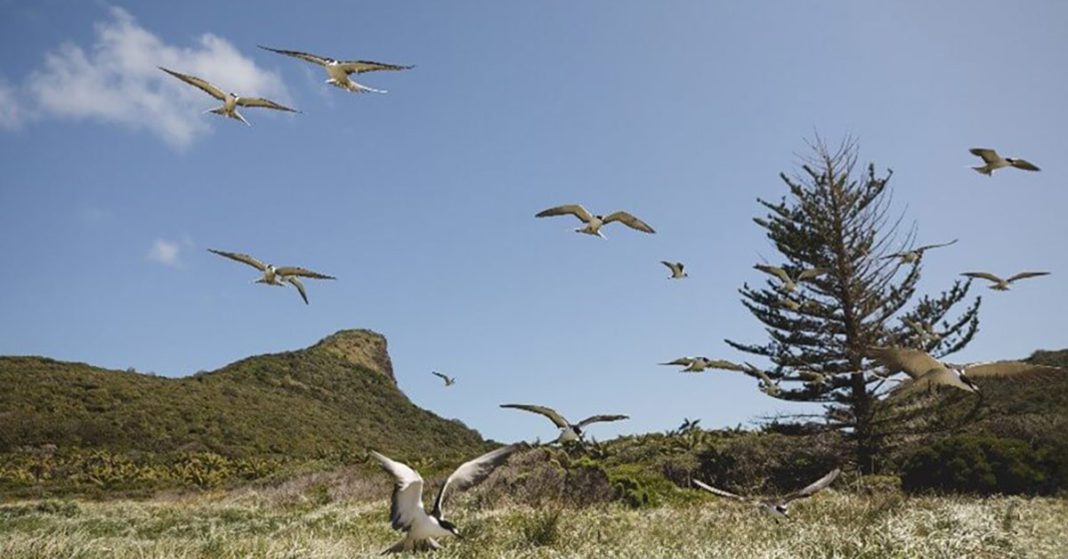 Birds in a blue sky above a grassy track with hills in the distance