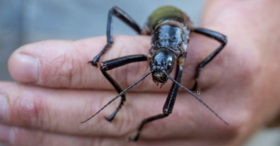 Large black Phasmid stick insect on an outstretched hand.