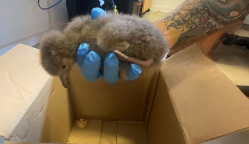 A hand holding an orphaned shearwater chick above a cardboard box