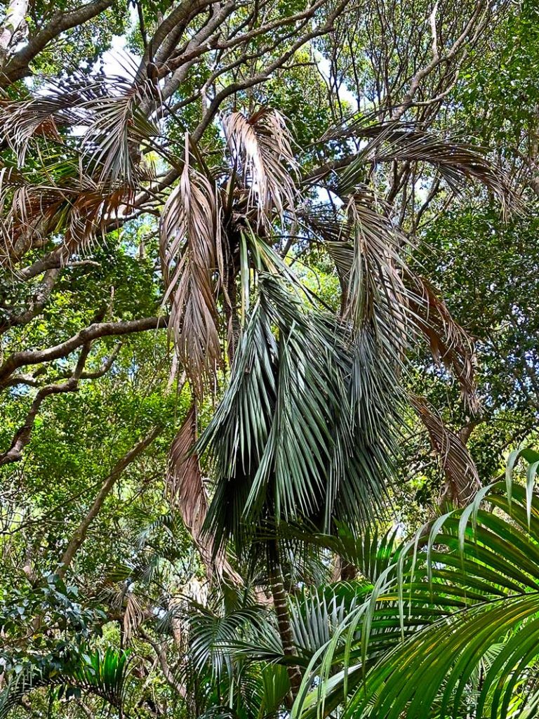 Lord Howe curly palms wilting and browning in the heat and drought of summer