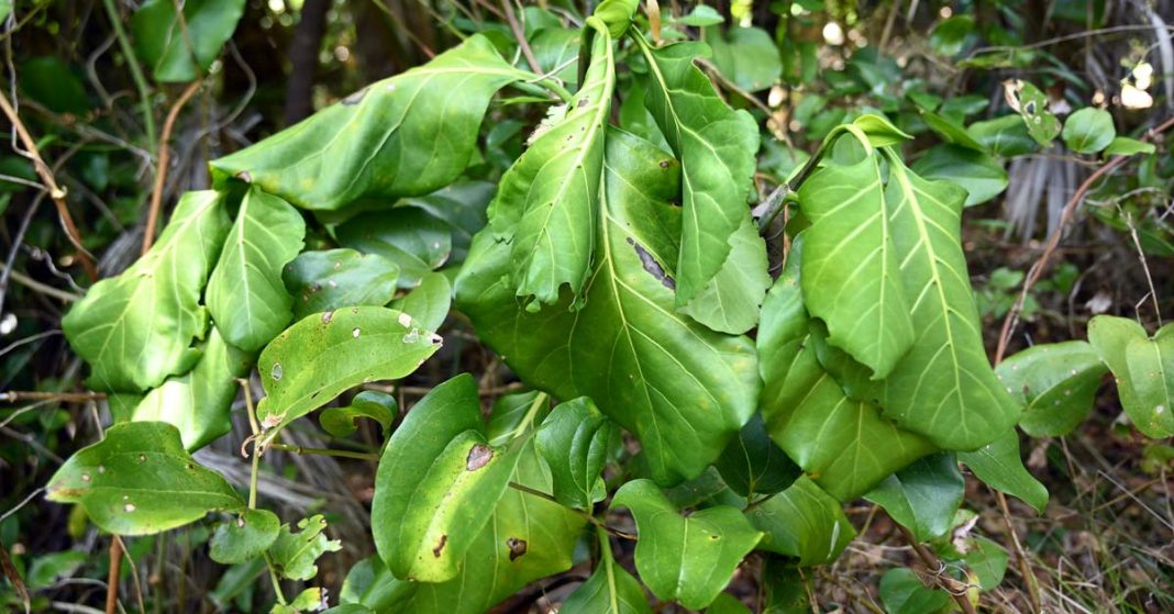 Lord Howe bright green wide leaf plants wilting in the heat of summer