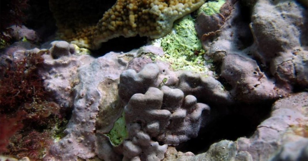 The image shows a close-up of the new species of crustose coralline algae, Porolithon howensis, on a reef, identifiable by its textured surface amid other marine flora.