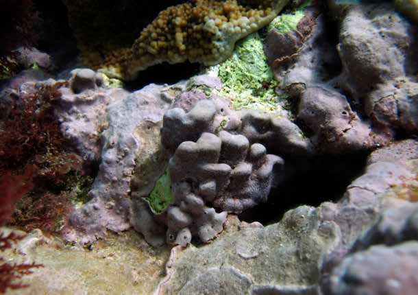 The image shows a close-up of the new species of crustose coralline algae, Porolithon howensis, on a reef, identifiable by its textured surface amid other marine flora.