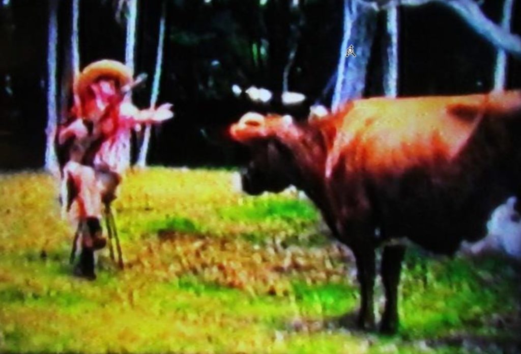 Grainy vintage colour photo of a man with a bull performing for Tradewinds