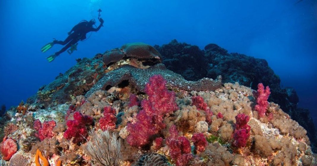 An image of underwater diver Citizen scientist assisting with reef life survey inside the Lord Howe Island Marine Park.