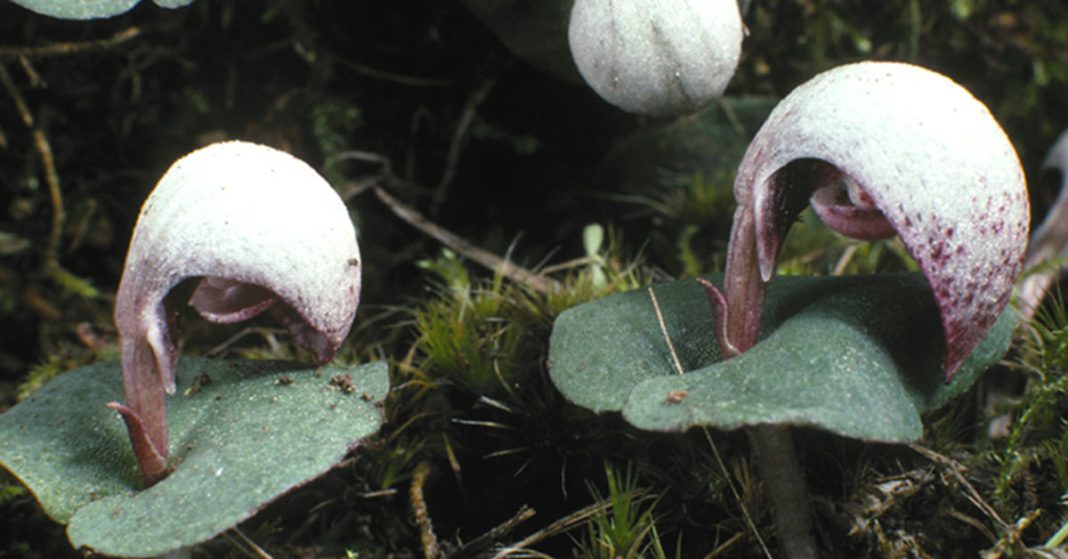 This is an image of the April Orchid known as Corybas Barbarae. It has green velvety leaves and a white to pink tipped blossom.