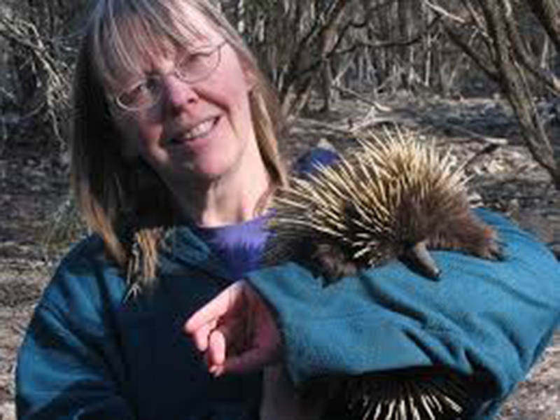 A photo of Dr Peggy Rismiller from the Pelican Lagoon Research & Wildlife Centre on Kangaroo Island. Dr Peggy is a world-renowned expert on the echidna.