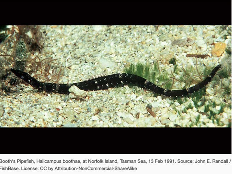 An image of Booth;s Pipefish.