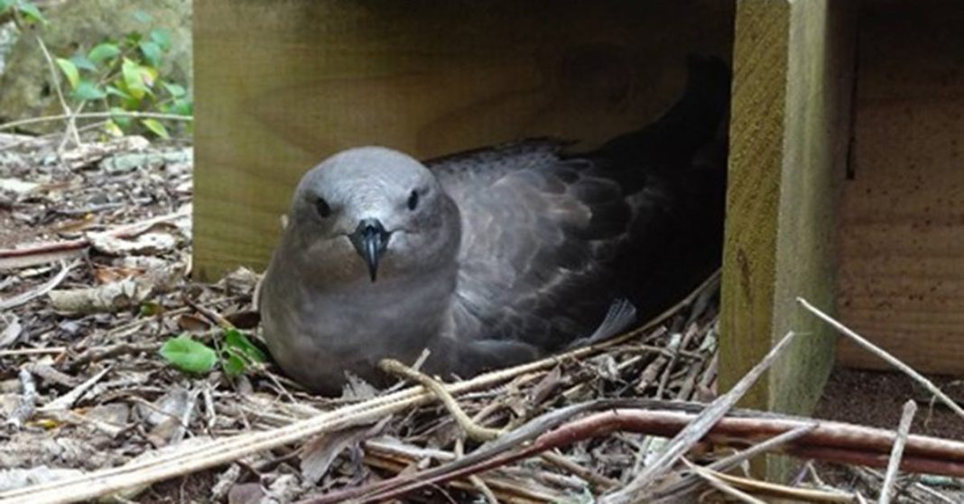 Kermadec petrel on Phillip (Norfolk) Island, where researchers have had success using sound attraction devices.