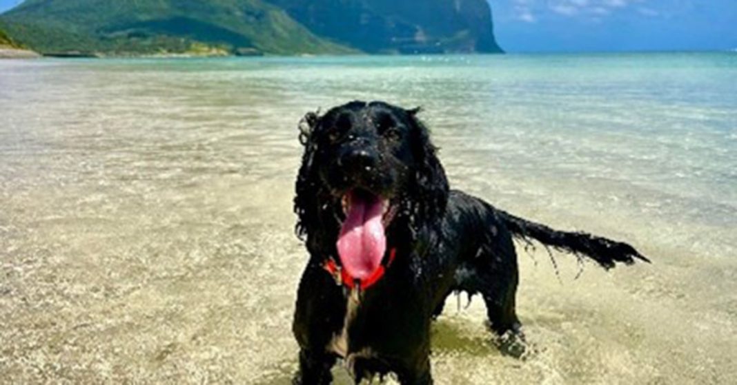 This is an image of Sooty one of the new Lord Howe Island Detection Dogs. He is a black cocker spaniel standing on the beach with mountains behind and beautiful blue sunny sky.