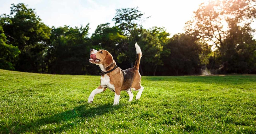 A image of a happy beagle dog running across the grass with a ball in their mouth.