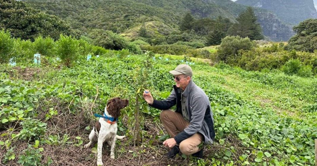 An image of the Phytophthora-sniffing dog Alice and LHIB staff member. Alice was used recently to detect Phytophthora on the Island.