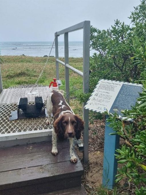 An image of the Phytophthora-sniffing dog Alice. Alice was used recently to detect Phytophthora on the Island.