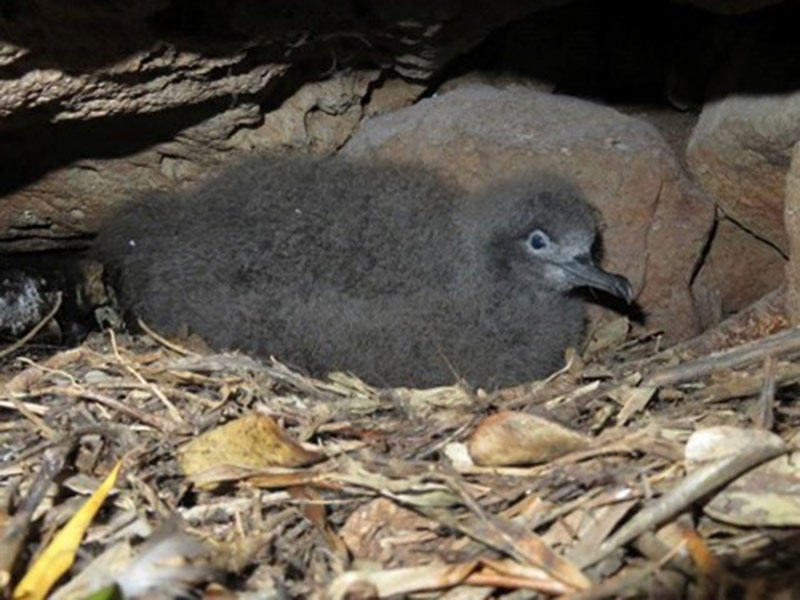 An image of a Lord Howe Island Shearwater bird huddled up amongst leaves.