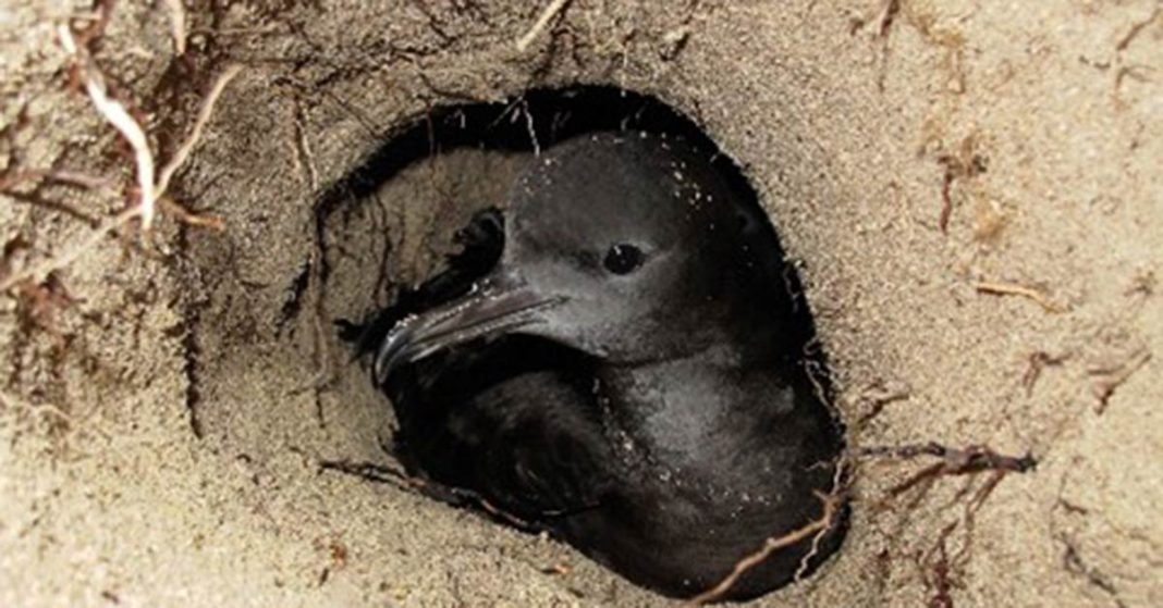 A phtoo of a Lord Howe Island Shearwater bird in its burrow.