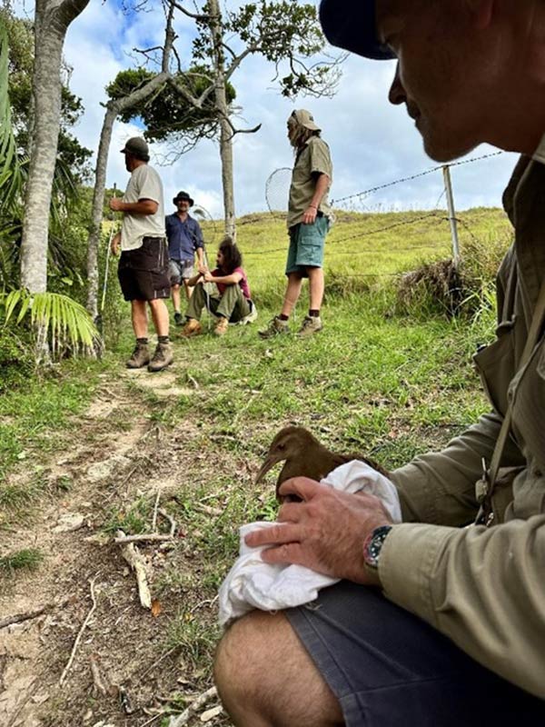 An image of a Lord Howe Island Woodhen being banded by the Woodhen Survey team.