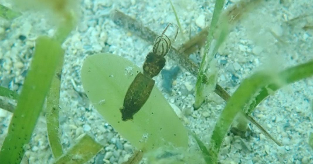 The pygmy squid camouflaged in seagrass