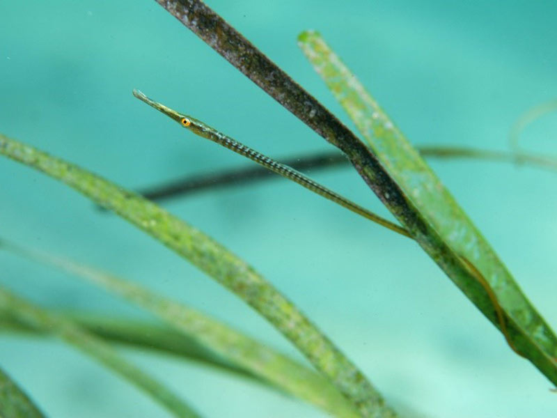 The widebody pipefish camouflaged in seagrass.