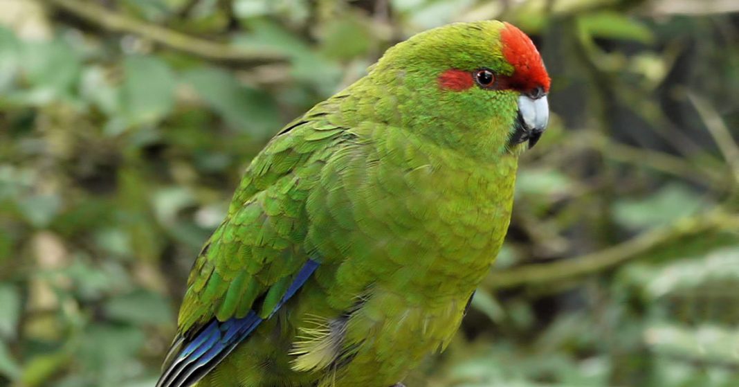 An image of the New Zealand Parakeet. Green feathers on the body with red markings on the head and blue on the wings,