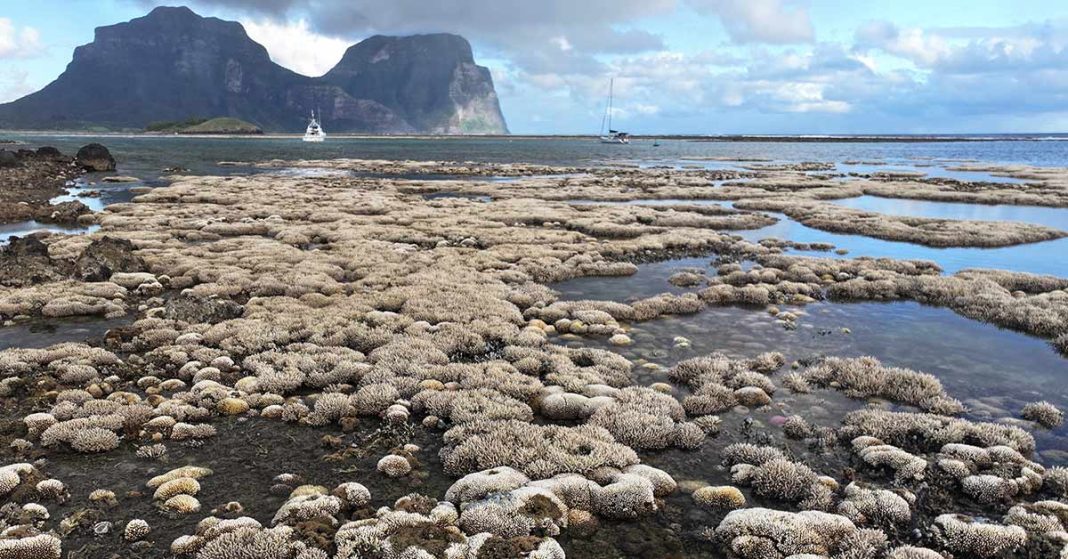 A photo of the North Bay at low tide which makes the coral visible.