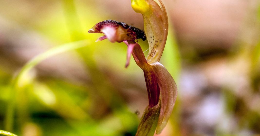 Orchid of the Month is Chiloglottis platyptera also known as Winged ant orchid. This small orchid was only discovered in 2007 whilst carrying out palm surveys in the mountains. It is a small ground orchid with a pair of small basal leaves and a greenish brown flower 15mm in length, appearing in September.