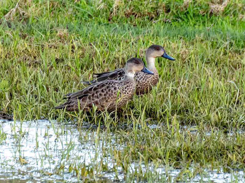 An image taken of two Grey Teal birds recently on Lord Howe Island. The two grey teal birds are standing in a grassy puddle of water. They are very similar looking to ducks, but they have a speckled brown and grey feathers.