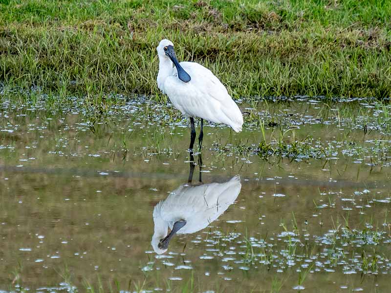 An image of a Royal Spoonbill bird, this bird was spotted recently on Lord Howe Island standing in a puddle of grassy water. The Royal Spoonbill has a long black beak, white feathers and long black legs.