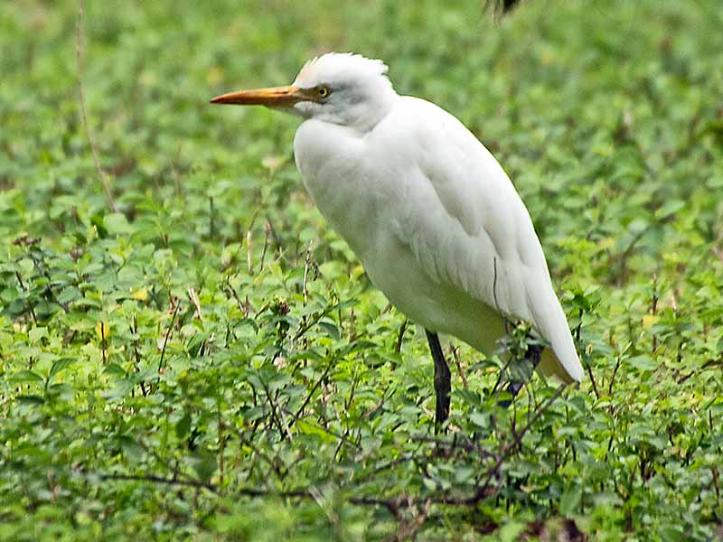 An image of a Cattle Egret recently taken on Lord Howe Island. The bird is standing amongst green shrubbery. The Cattle Egret is very similar looking to a seagull. But the Egret only has all white feathers, an orange beak and black legs.