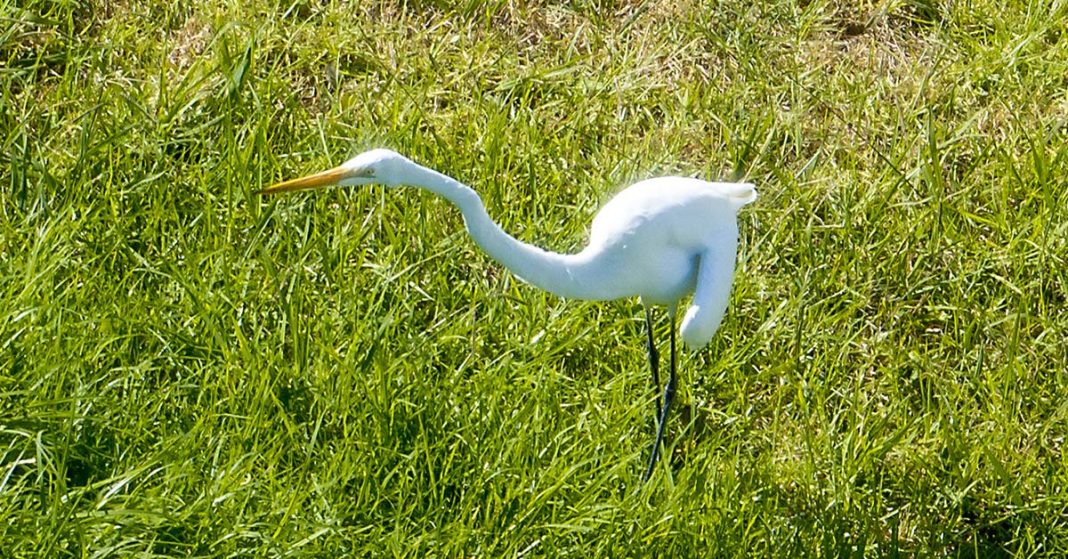 An image of a Great Egret taken recently on Lord Howe Island. The Great Egret is walking through the grass. The bird has all white feathers and an orange beak, it has a very long neck almost like a swan. It has very long black legs.