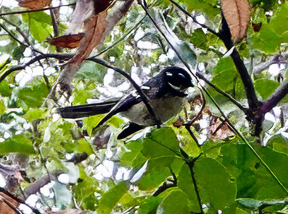 An image of a Grey Fantail taken recently on Lord Howe Island. The Grey fantail is sitting in a green leafy tree. The bird has grey and black feathers.