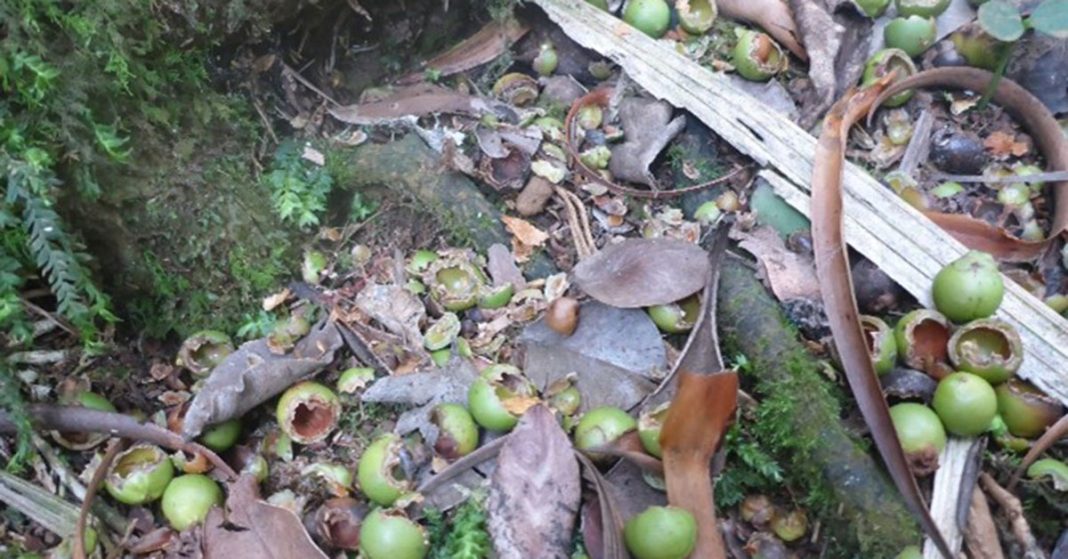 Little Mountain Palm seed on Mt Gower, Lord Howe Island in 2016, chewed by rodents.