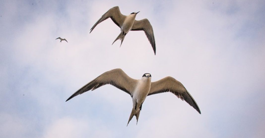 Mt Eliza Walking Track image of birds overhead