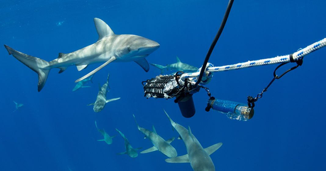 Scientific testing of shark deterrent devices in the Lord Howe Island Marine Park, showing active and inactive control devices mounted close to a bait bag. Photo credit DPIRD.