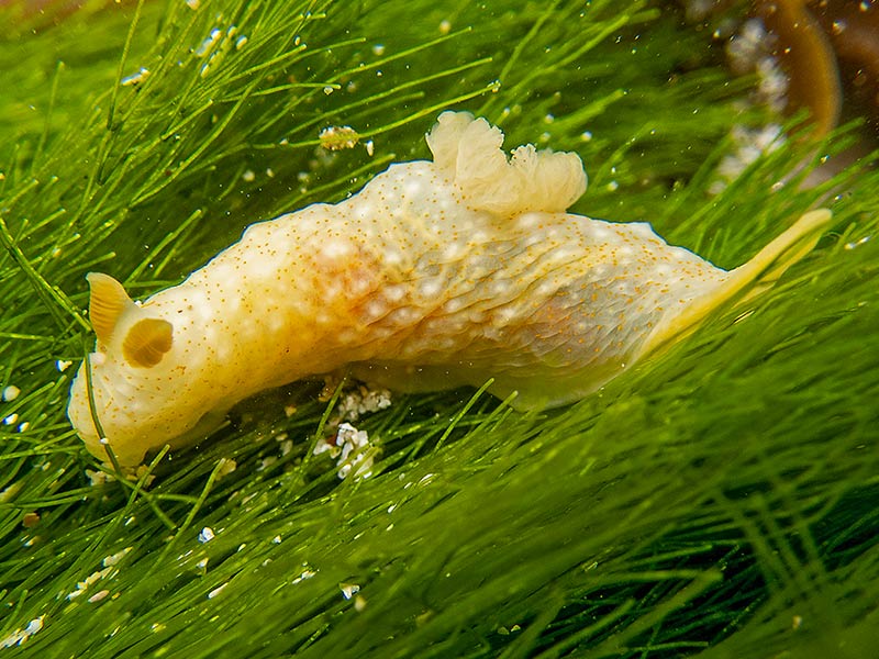 Lord Howe Island will host its eighth annual Sea Slug Census from February 28 to March 9.