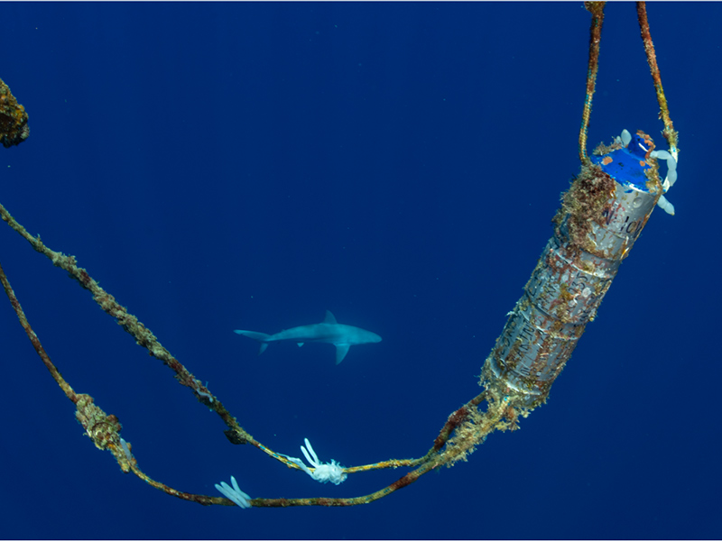 Retrieving a deep-water acoustic listening station in the Lord Howe Island Marine Park. Photo credit DPIRD.