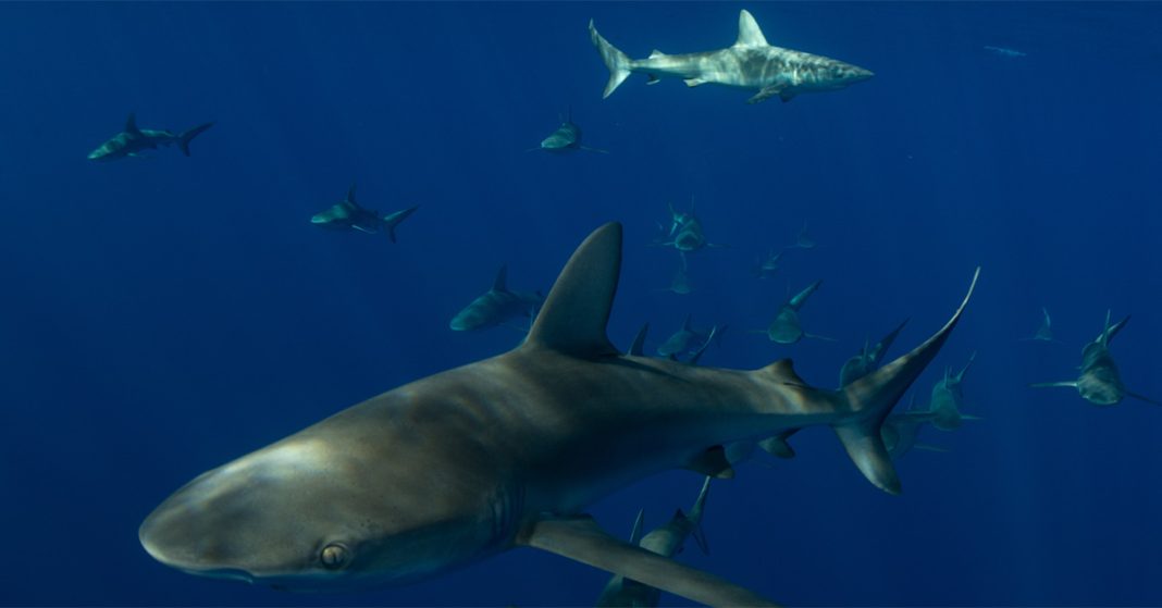 Galapagos sharks in the Lord Howe Island Marine Park. Photo credit DPIRD.