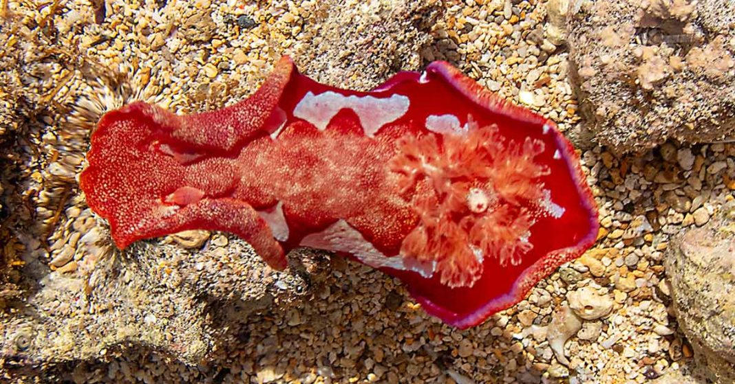 Lord Howe Island will host its eighth annual Sea Slug Census from February 28 to March 9.